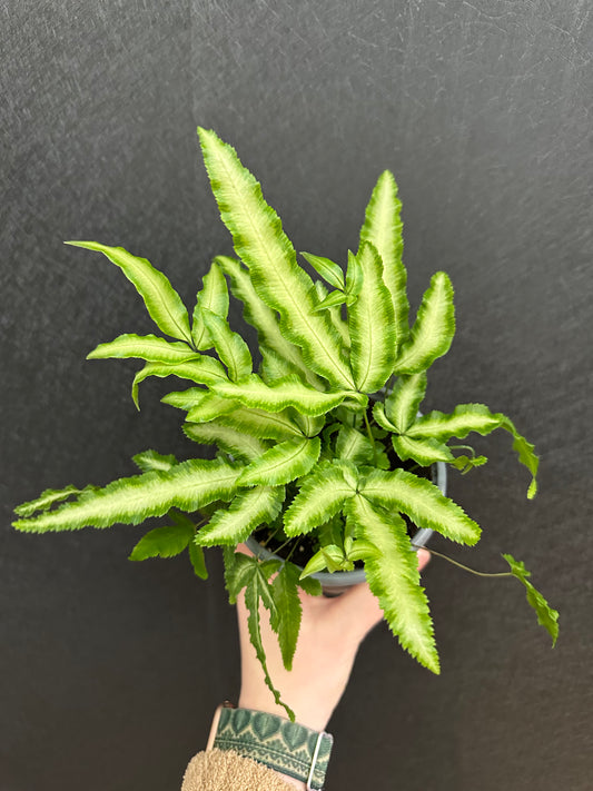 Silver Break Fern 4in