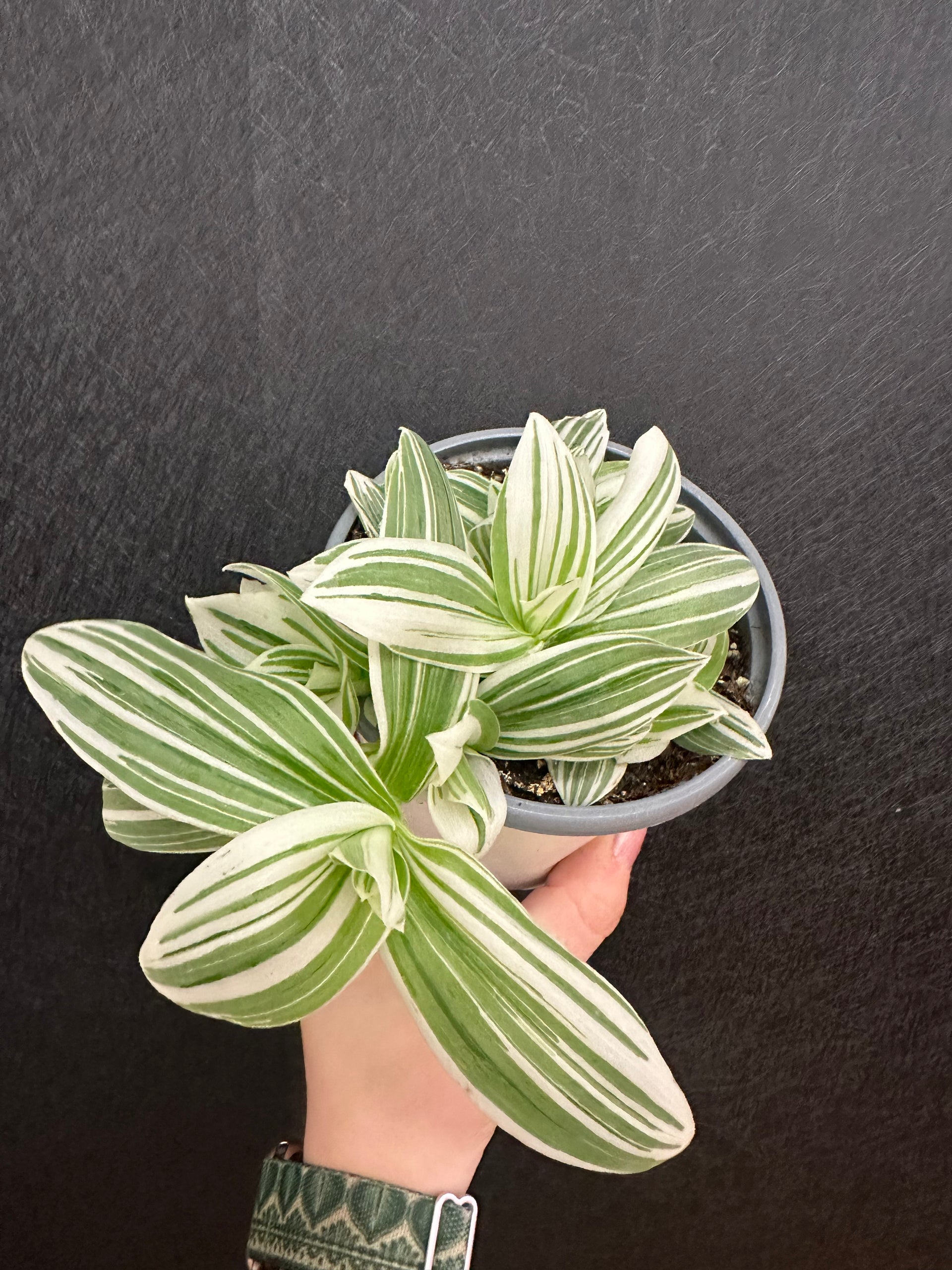 ブライス＊プルリング＊ホワイトフラワー&グリーンバード Pistachio White Tradescantia 4in – Blossom + Branch Houseplants