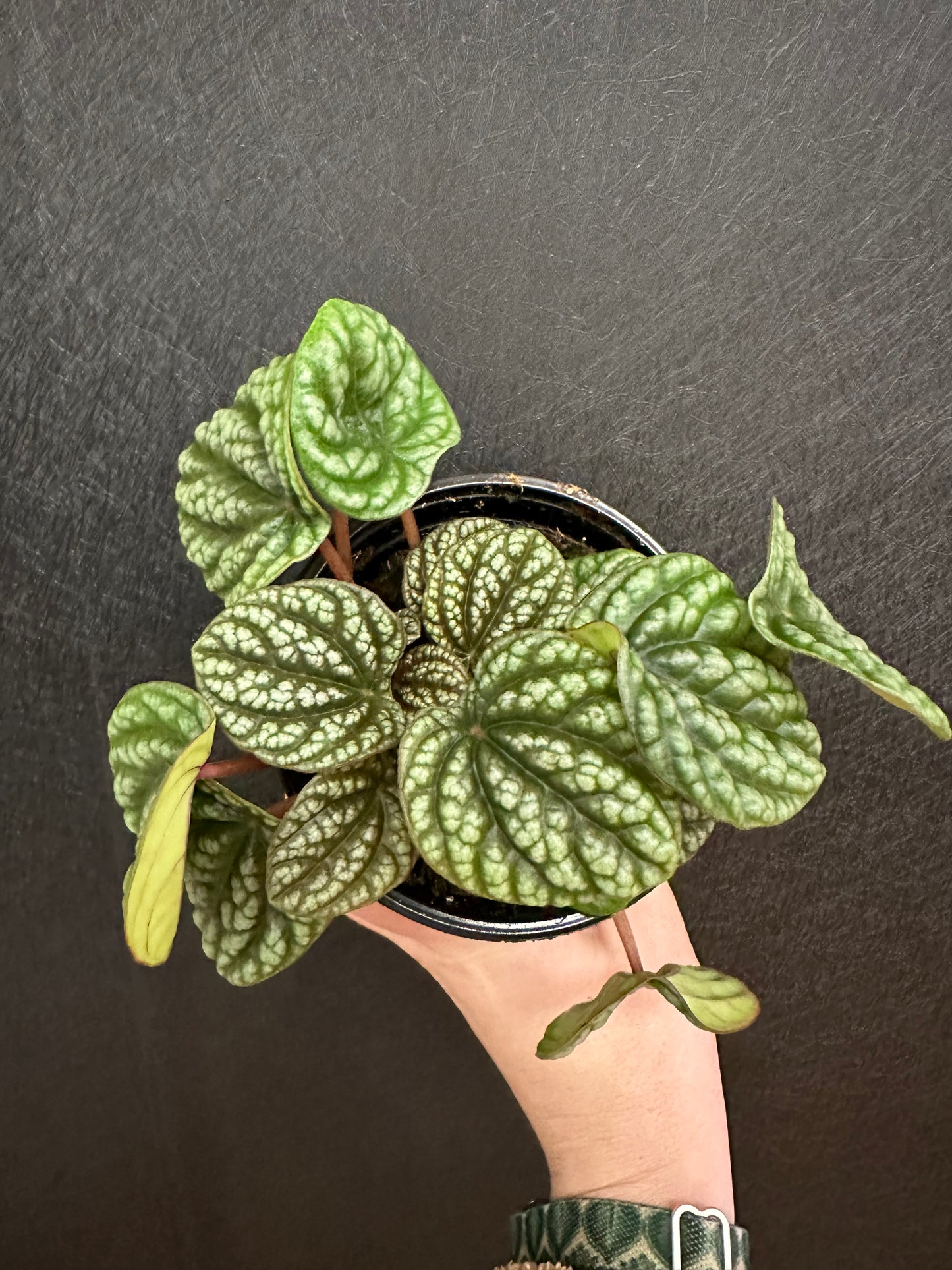 Burbella Pepermonia 4in