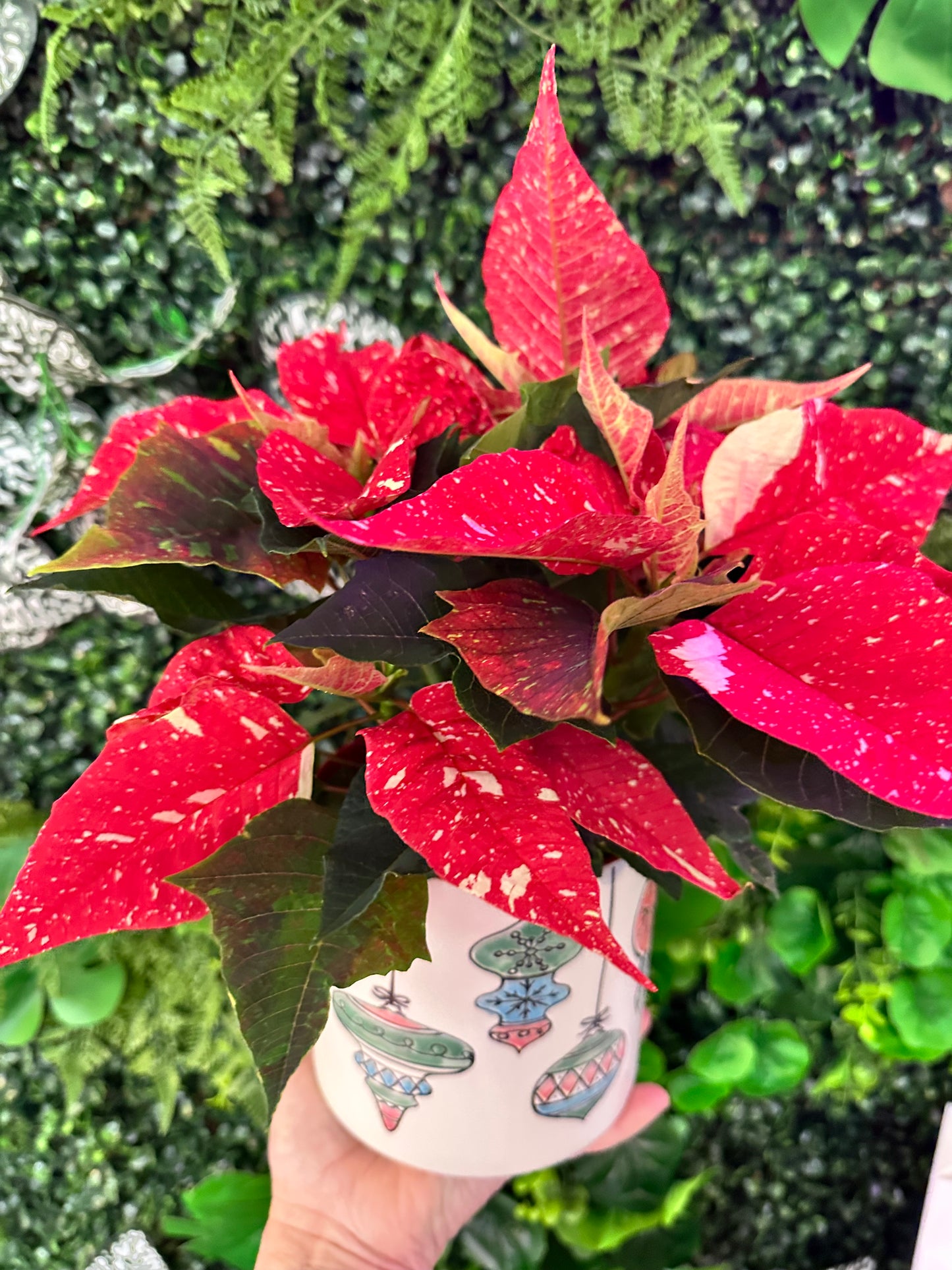 Pointsettia 4" Various Colors