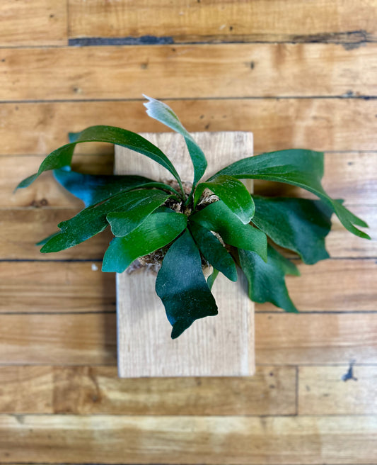 January 22 Thursday 6pm  Staghorn Fern Art Workshop