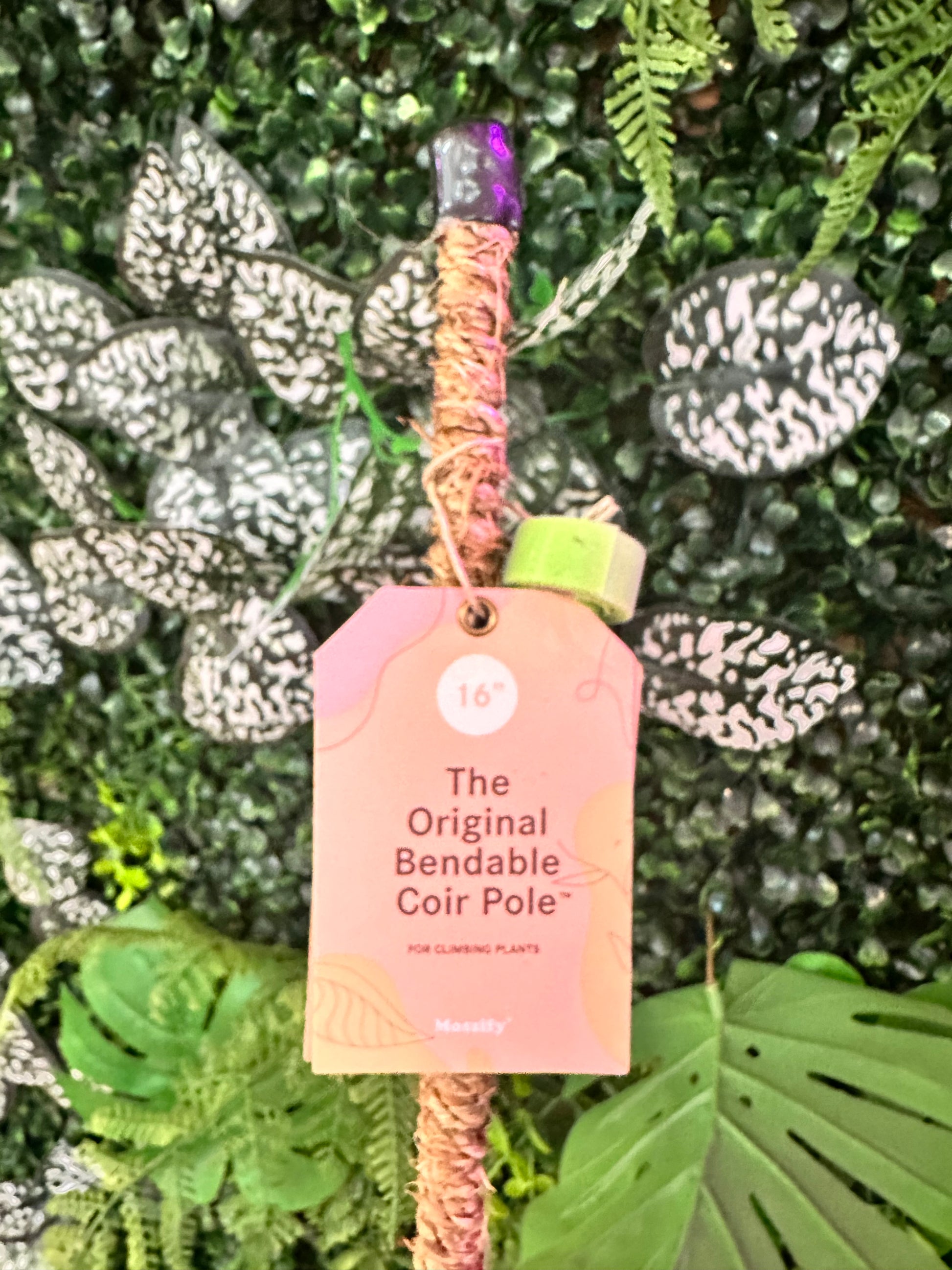 moss pole for small plants Moss Pole 16" (straight/ small) – Blossom + Branch Houseplants