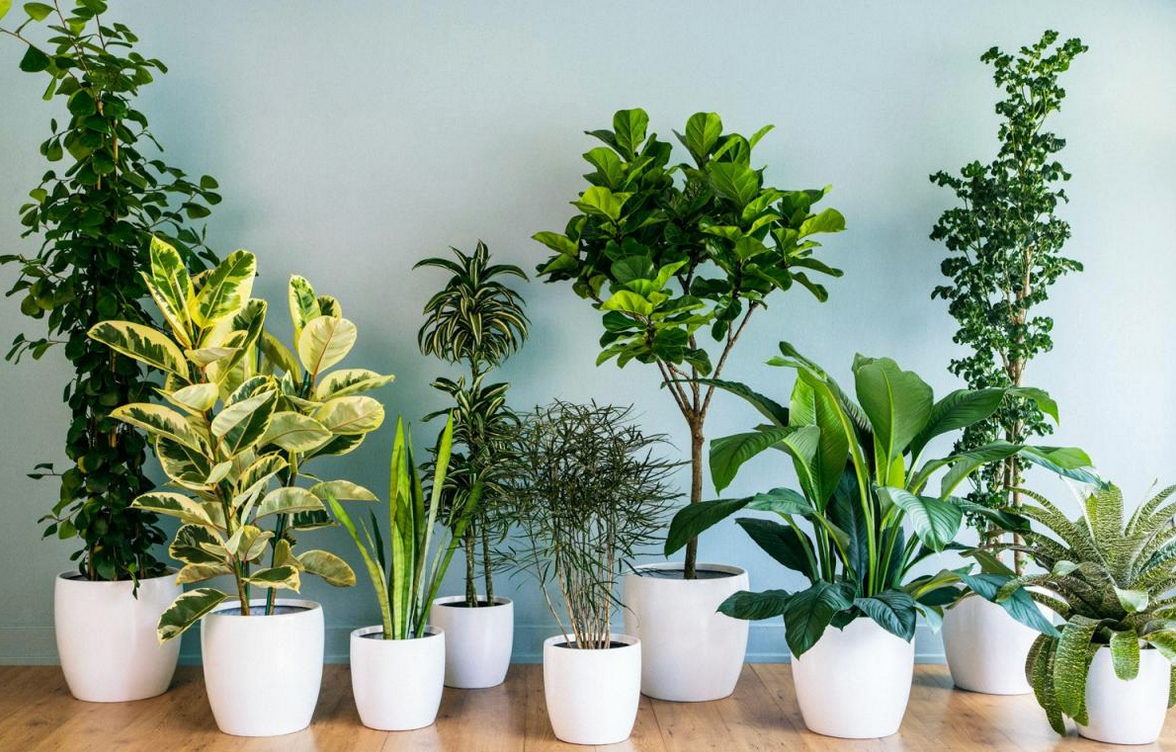 Class: 🌱 Thursday, September 12th: Houseplants 101 with Shyla