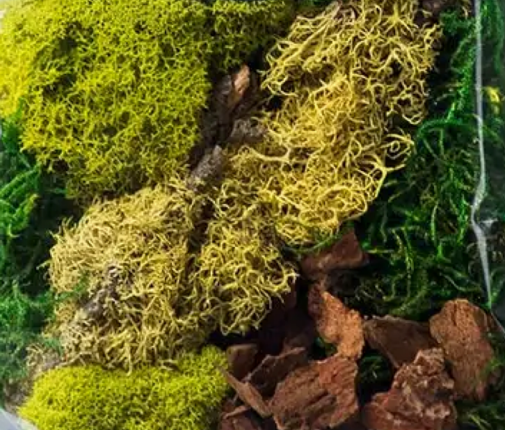 Thursday, June 25th-6pm: Preserved Moss Art Workshop with Shyla  $40