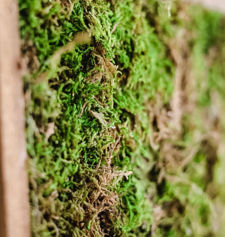 Thursday, June 25th-6pm: Preserved Moss Art Workshop with Shyla  $40