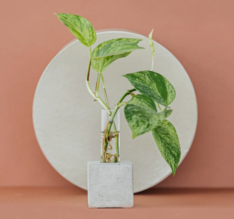 Concrete Propagation Station