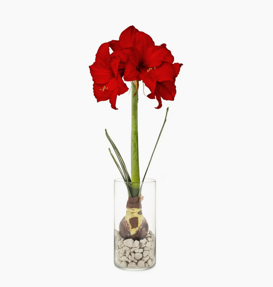 Amaryllis Bulb Kit