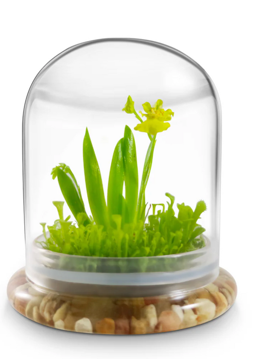 Everlasting Orchid Terrarium with Sundew Moss - Psygmorchis Pusilla