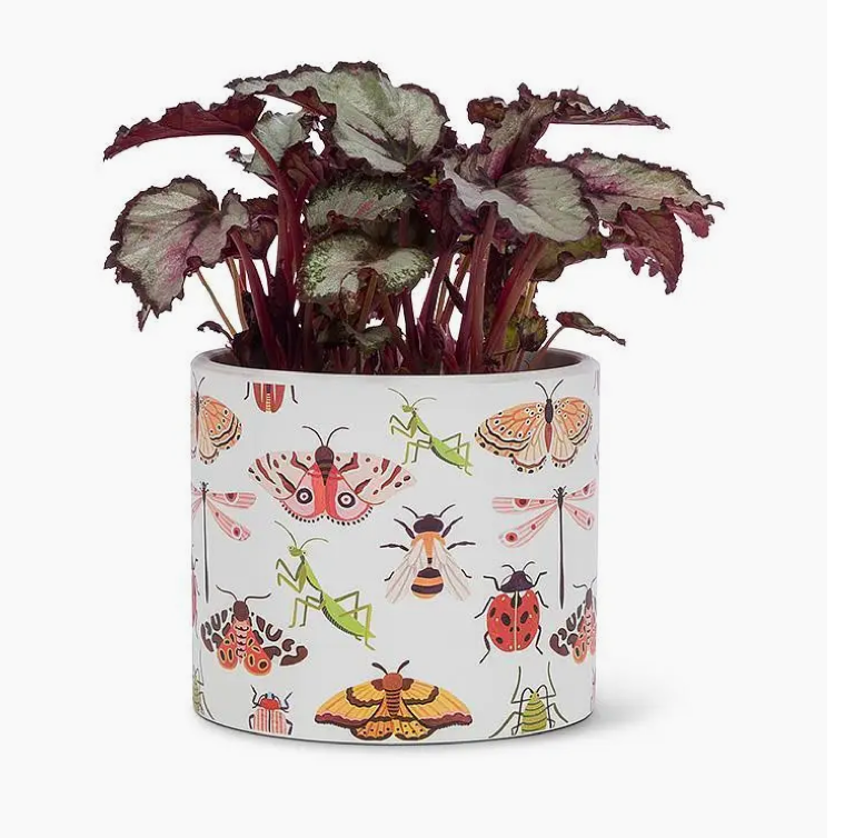 Sm Bugs Planter