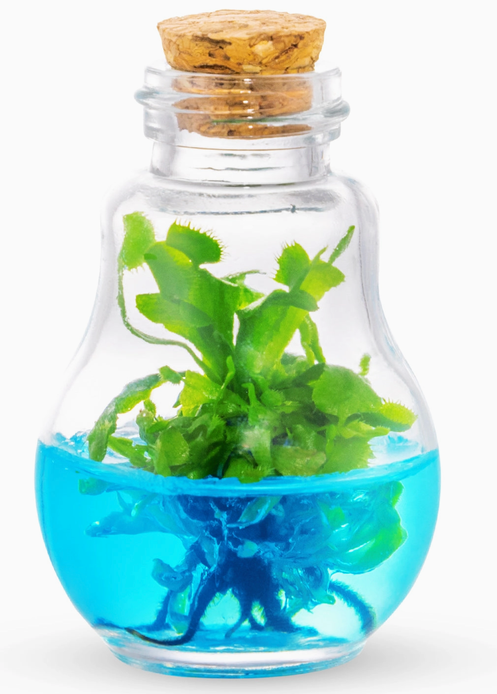 Venus Flytrap Terrarium (Blue)