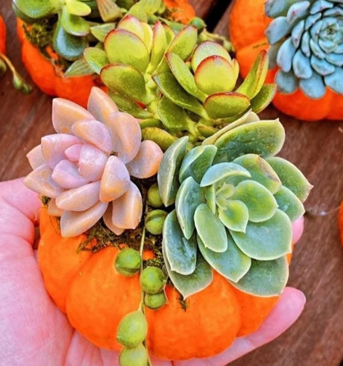 Make + Take: Saturday, Oct. 18th 11am-1pm $15