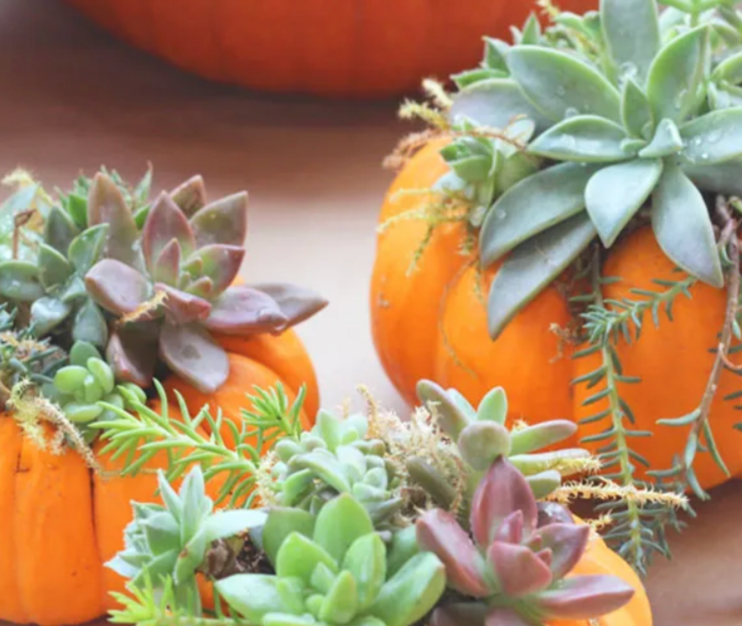 Make + Take: Saturday, Oct. 18th 11am-1pm $15