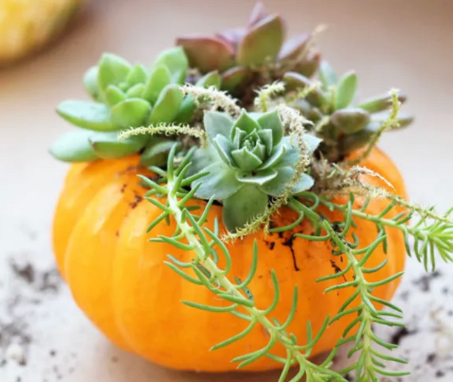 Make + Take: Saturday, Oct. 18th 11am-1pm $15