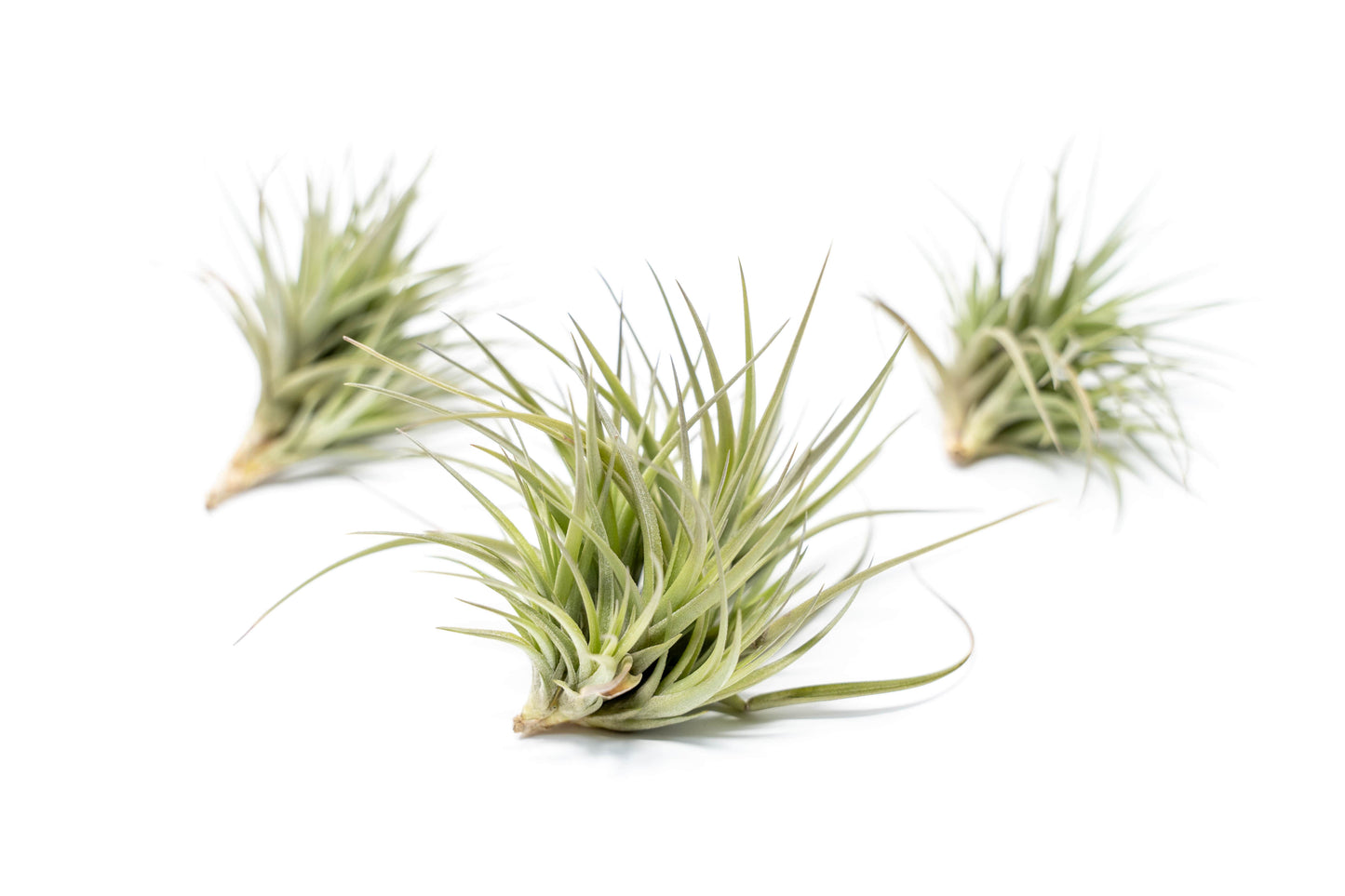 Tillandsia Tenuifolia Air Plant Clumps