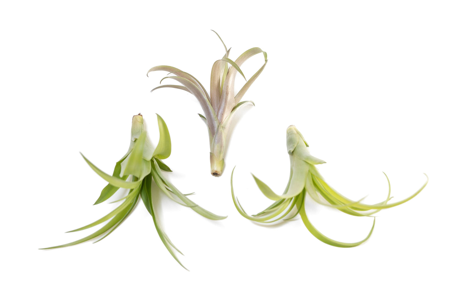 Tillandsia Flabellata Air Plants