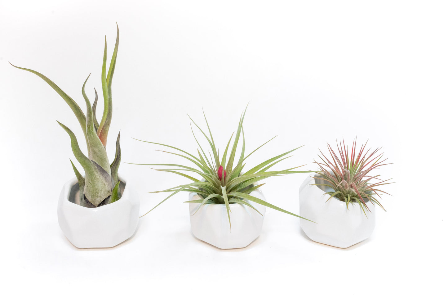 Trio of White Geometric Ceramic Containers with Assorted Tillandsia Air Plants