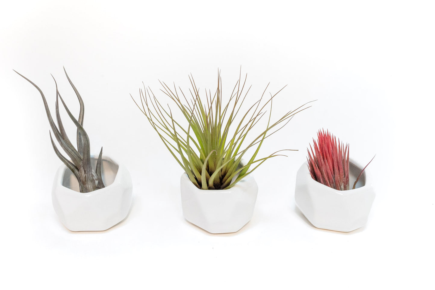 Trio of White Geometric Ceramic Containers with Assorted Tillandsia Air Plants