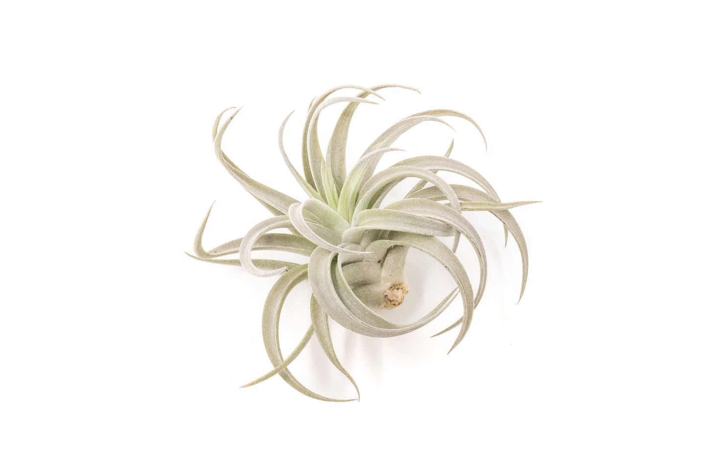 Tillandsia Harrisii Air Plants