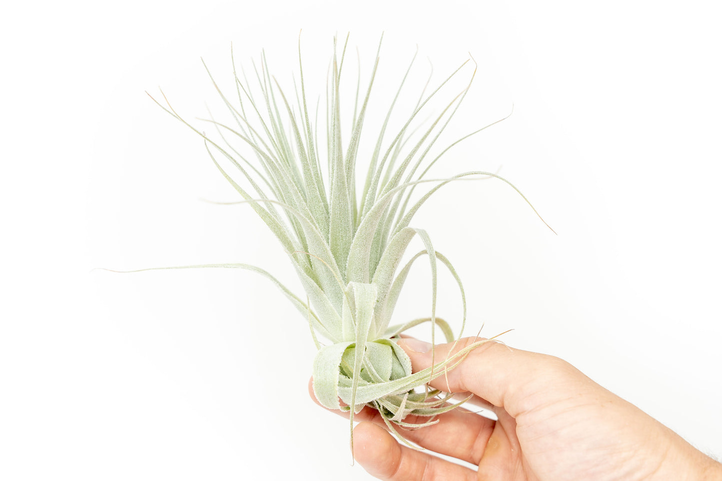 Tillandsia Gardneri - Various Ecotypes