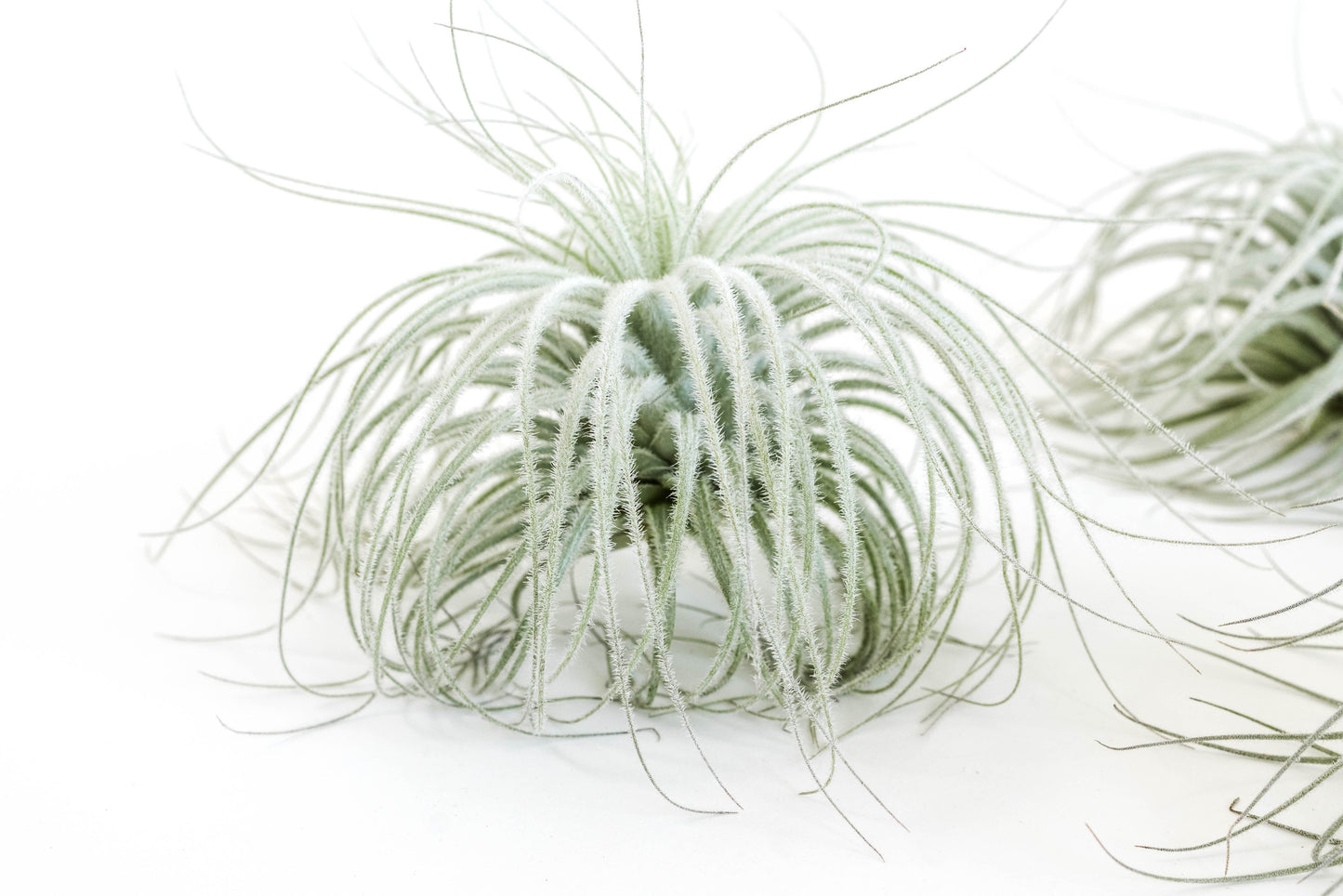 Tillandsia Tectorum Ecuador Air Plants