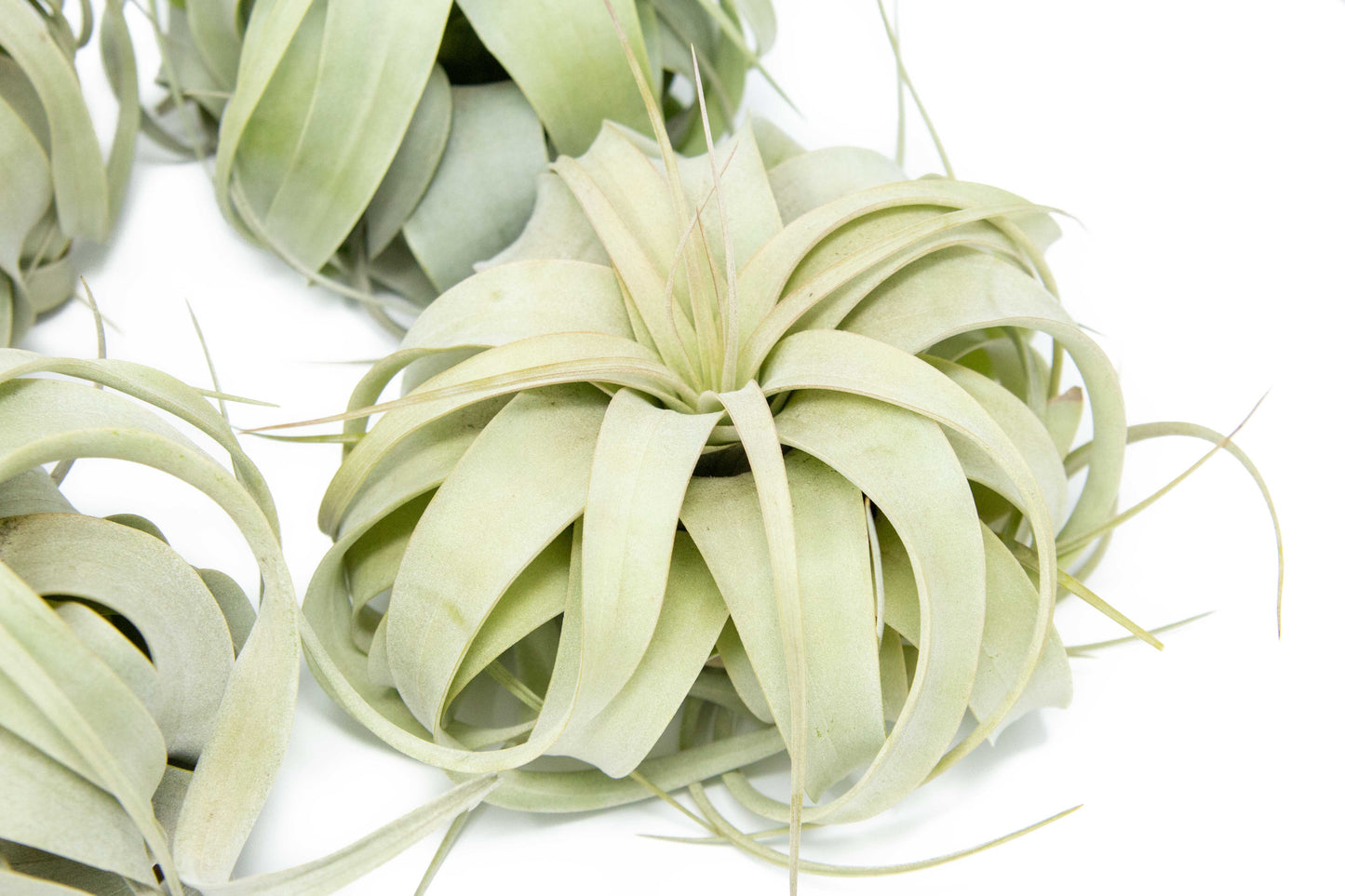 Tillandsia Xerographica Air Plants - Multiple Sizes