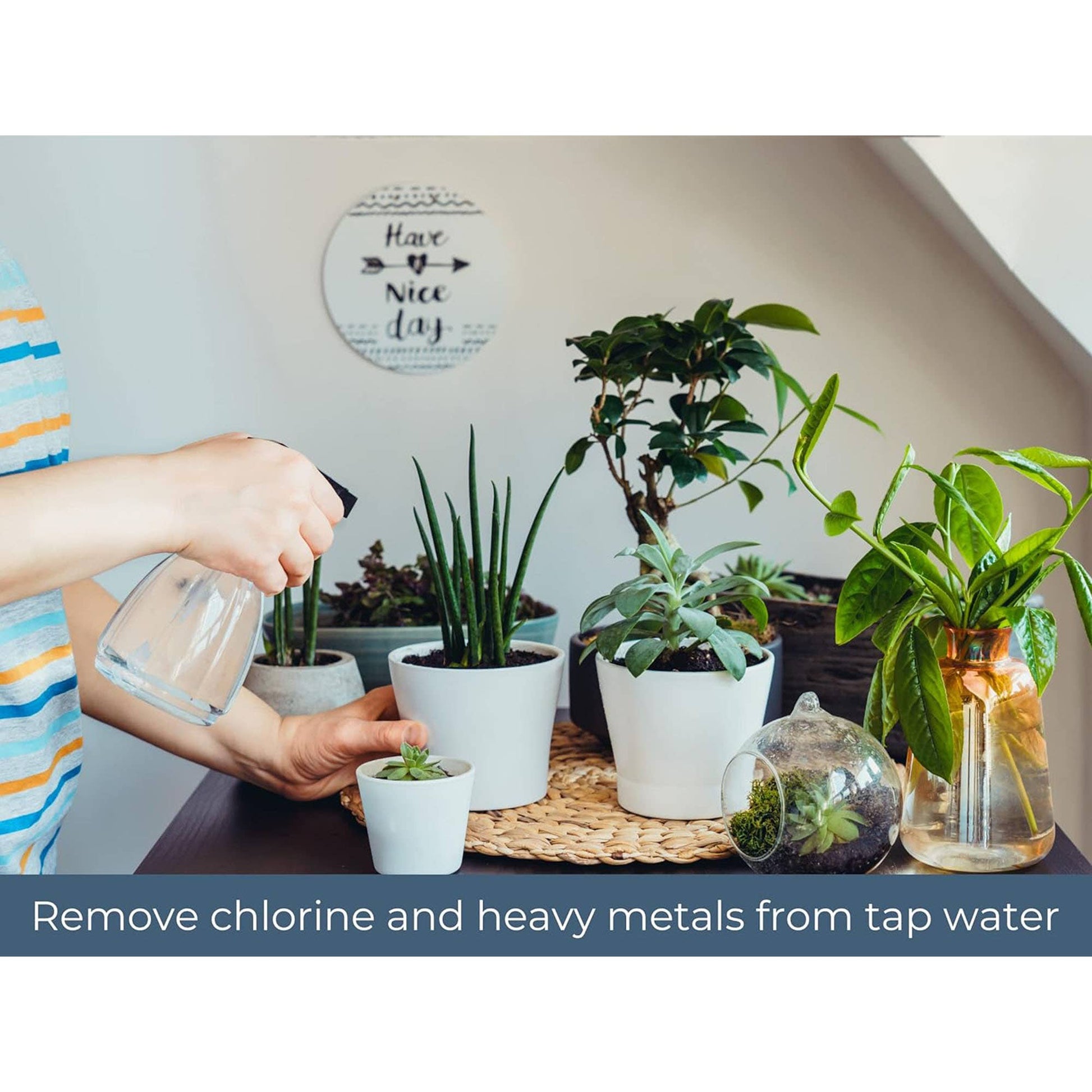 tap water for indoor plants Houseplant Tap Water Conditioner – Blossom + Branch Houseplants