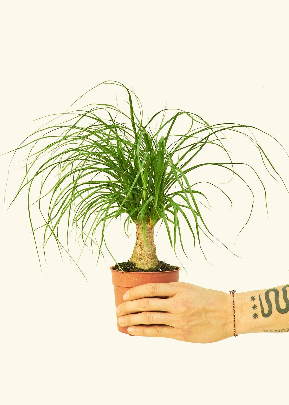 Ponytail Palm (4" or 6" Pot)