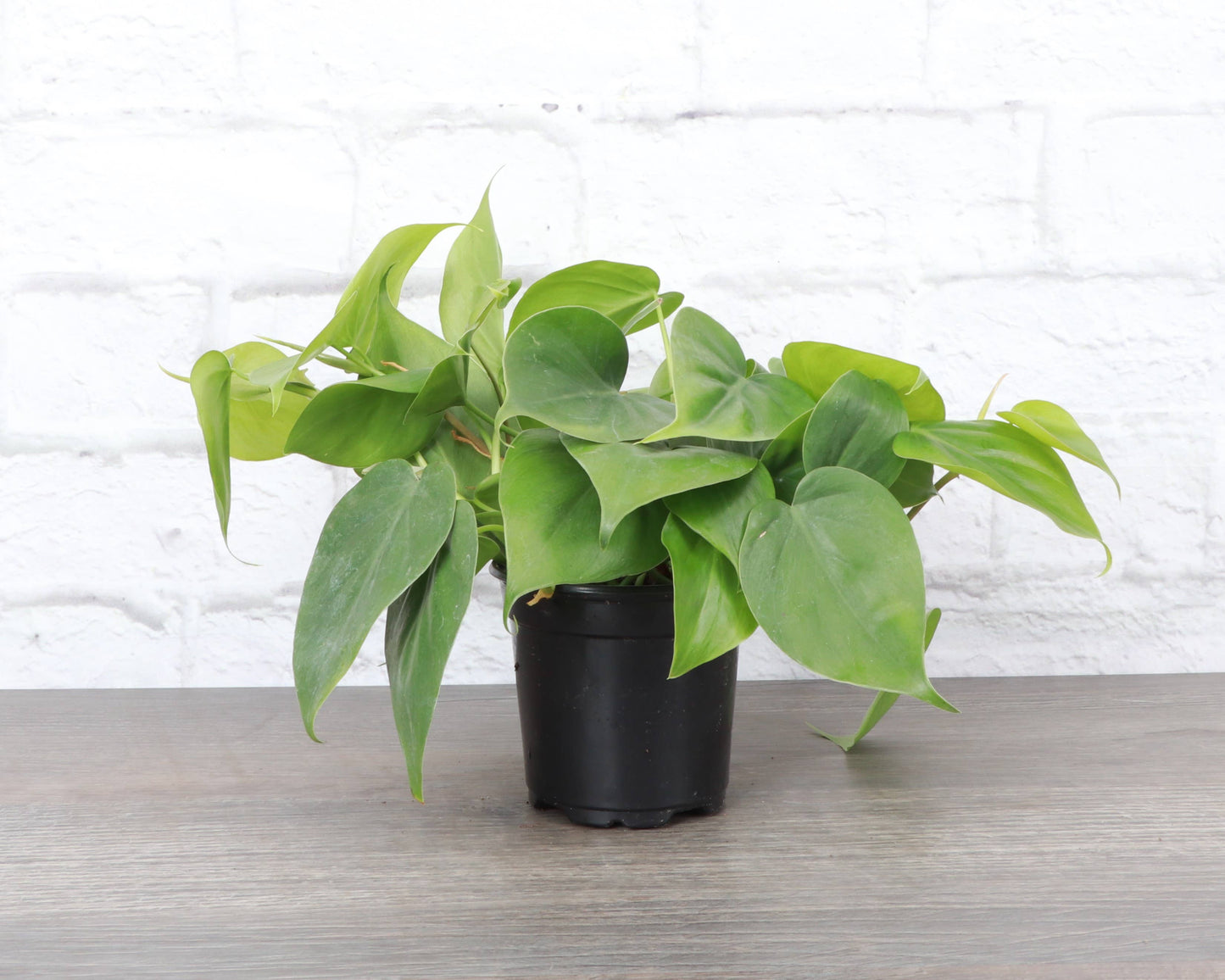 Heartleaf Philodendron