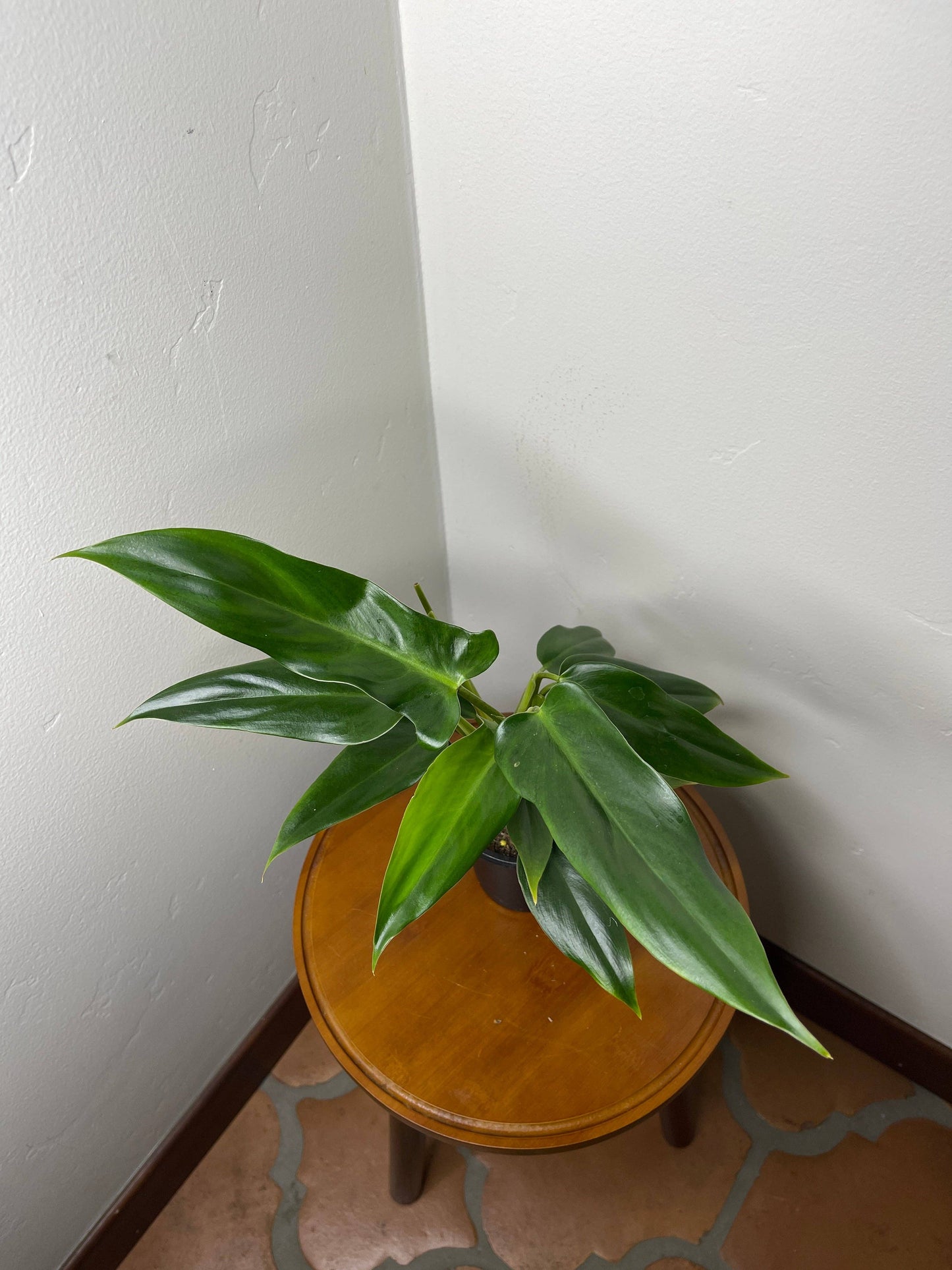 Philodendron Mexicanum 'Latisagittum'