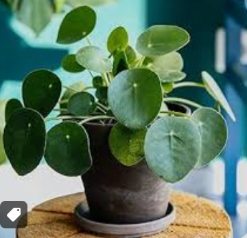 Pilea Peperomioides 4"